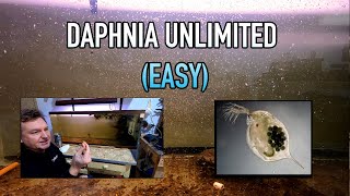 How I Raise Daphnia Water Fleas And You Can Too [upl. by Davidde703]