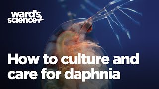 Caring and Culturing for Daphnia [upl. by Dowling718]