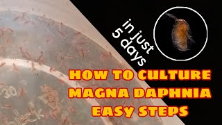 How to Culture Magna Daphnia Easily [upl. by Keven]