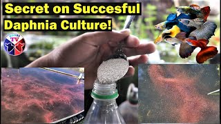 How to Culture Daphnia Successfully [upl. by Lati]