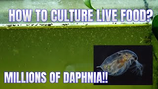 How to Culture Daphnia Secret Method to Breed MILLIONS  Simply Aquatic [upl. by Bluh]