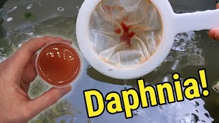 How I Culture Daphnia In Outdoor Tubs [upl. by Eirrotal]