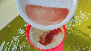 How to culture daphnia  Daphnia culture  How to grow daphnia outdoor [upl. by Sivad]