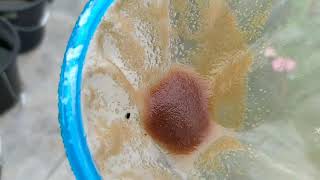 How to culture daphnia moina in a small container Part 1 English Subtitle [upl. by Nnaeed28]