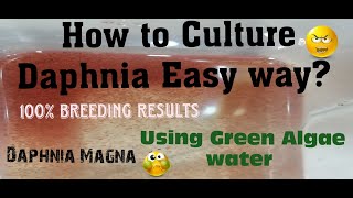 Daphnia MagnaHow to Culture Daphnia Easy wayCulturing Daphnia using Green water Daphnia [upl. by Norrabal]