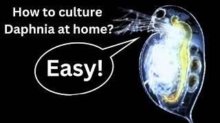 BEST Live Fish Food Beginner guide How to Culture Daphnia at home [upl. by Steffy799]