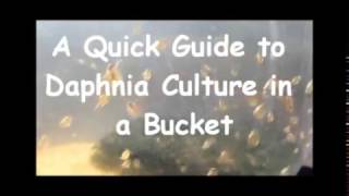 How to culture daphnia outside [upl. by Ettennig]