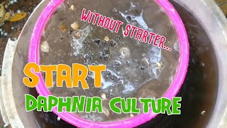 How to culture daphnia moina the easy way 1  Starting the Daphnia culture [upl. by Demetre61]