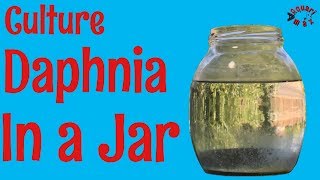 How to Culture Daphnia in a Jar [upl. by Carmelle]