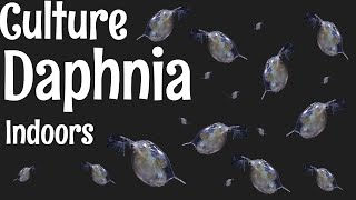 How to Culture Daphnia [upl. by Yaya810]