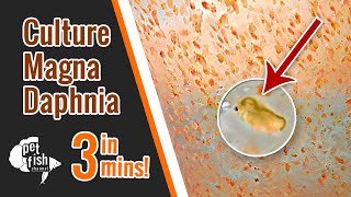 How to culture DAPHNIA MAGNA  The easy way [upl. by Elspeth]