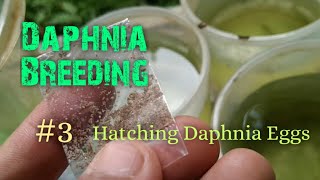 Daphnia Culture made simple and easy 3  Hatching Daphnia eggs [upl. by Bullivant]