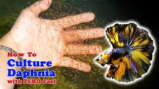 How to Culture Daphnia with ZERO Cost  Unlimited Live Food For Our Fish [upl. by Nyllij]