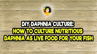 DIY Daphnia Culture How to Culture Nutritious Daphnia as Live Food for Your Fish [upl. by Bell755]