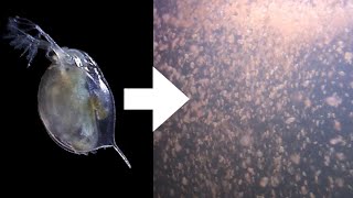 How I Culture Daphnia [upl. by Kip]