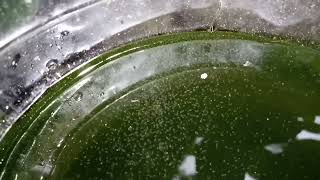 DAPHNIA MOINA CULTURE IN A SMALL BUCKET [upl. by Gunnar750]