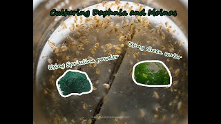 How To Culture Daphnia and Moinas using Green Water Spirulina powder [upl. by Llenrup109]