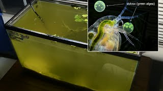 Raising Daphnia for the Freshwater Aquarium [upl. by Tneicniv]