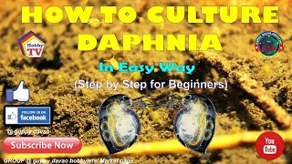 HOW TO CULTURE DAPHNIA In Easy Way [upl. by Eissim]